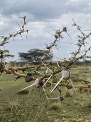 Vachellia drepanolobium