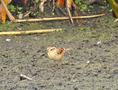 Phleocryptes melanops