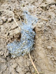 Rana longicrus