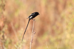Lanius melanoleucus