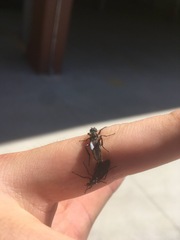 Bibio femoratus