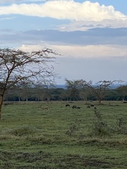 Phacochoerus africanus