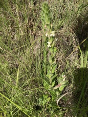 Zaluzianskya microsiphon