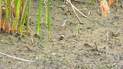 Tachuris rubrigastra