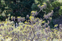 Sophora chrysophylla