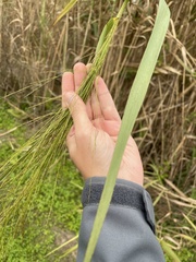 Phragmites karka