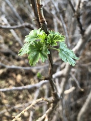 Ribes californicum