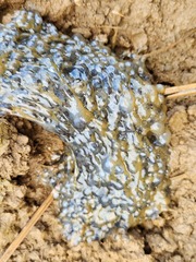 Rana longicrus