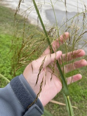 Phragmites karka