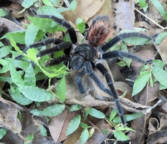 Sericopelma