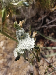 Chloraea prodigiosa