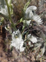 Chloraea prodigiosa