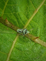 Insecta