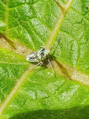 Insecta