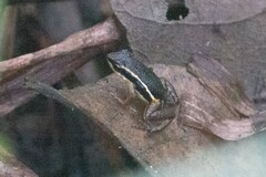 Epipedobates machalilla