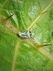 Insecta
