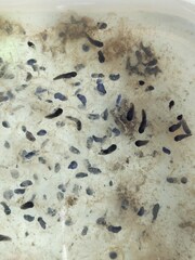Rana longicrus