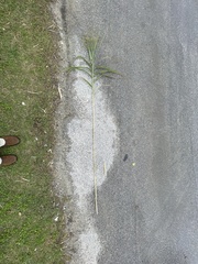 Phragmites karka