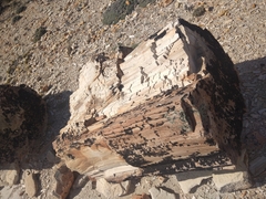 Araucaria