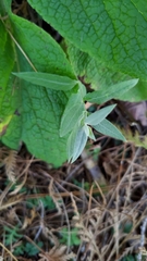 Stellaria vestita
