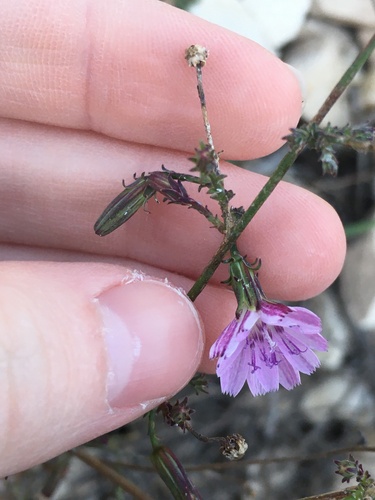 Santa Barbara Wirelettuce (Stephanomeria elata)