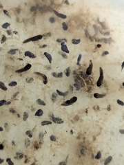 Rana longicrus
