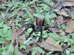 Sericopelma