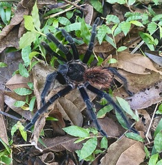 Sericopelma