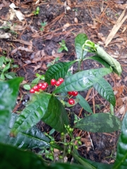 Psychotria tenuifolia