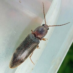 Stenagostus rhombeus