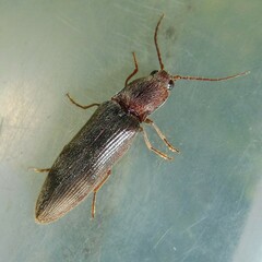 Stenagostus rhombeus