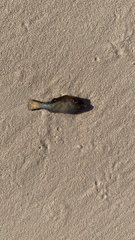 Canthigaster rostrata