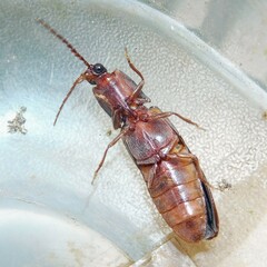 Stenagostus rhombeus