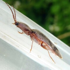 Stenagostus rhombeus