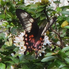 Papilio polytes romulus