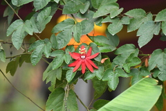 Coccinea