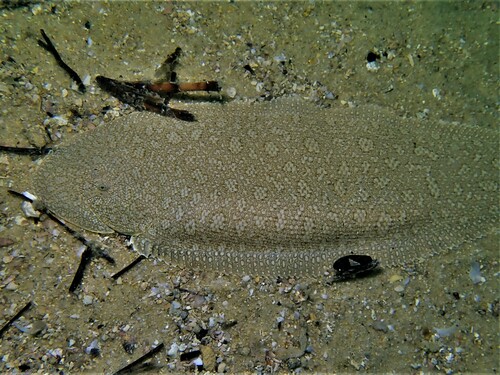 Double-lined tongue sole (Paraplagusia bilineata) — Cynoglossidae