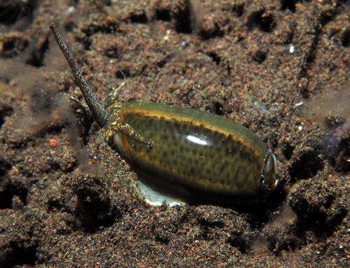 Oliva dactyliola observed 2022-11-06