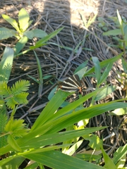 Panthiades bathildis