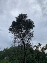 Olea europaea cuspidata