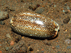 Oliva reticulata