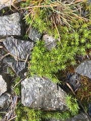 Polytrichum piliferum