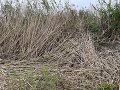 Phragmites karka