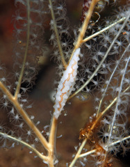 Pellasimnia improcera