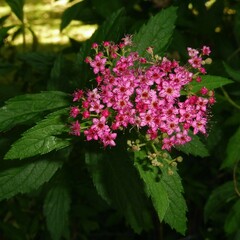 Spiraea japonica