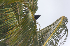 Corvus leucognaphalus