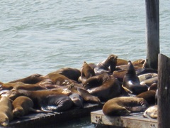 Zalophus californianus