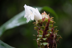 Costaceae