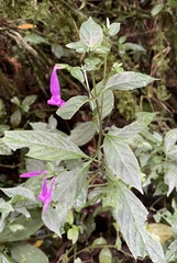 Acanthoideae