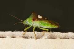 Sastragala versicolor